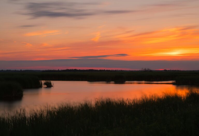 A marshy lake reflecting an orange sunset with shadows of tall grass surrounding it.