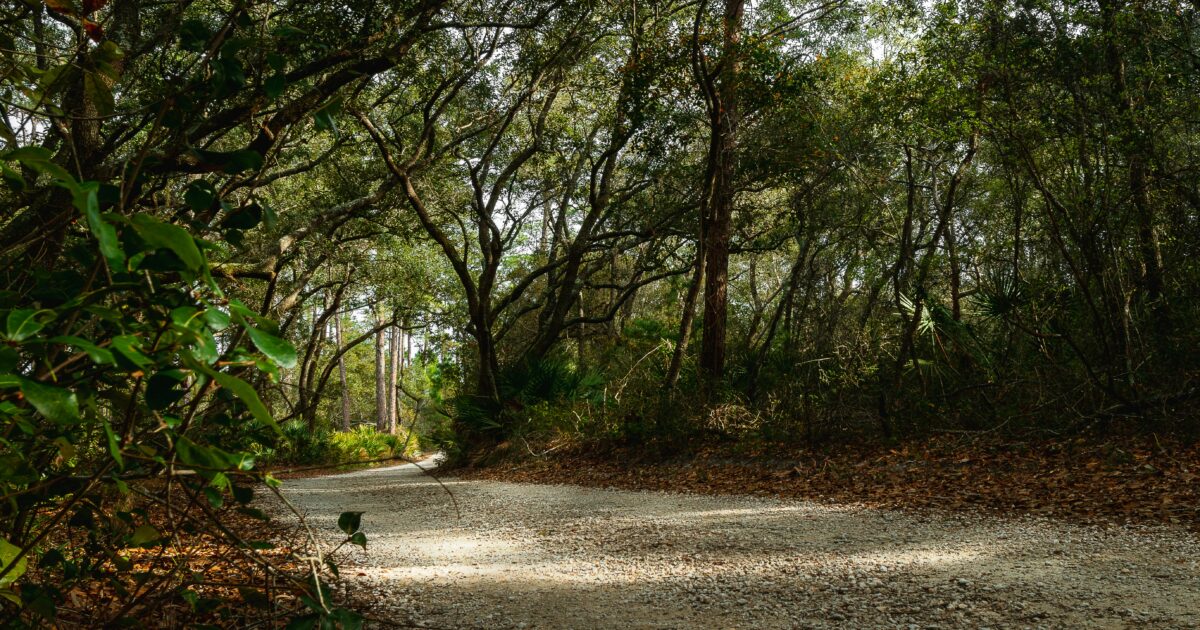 A dirt path cuts through a dense green Alabama forest