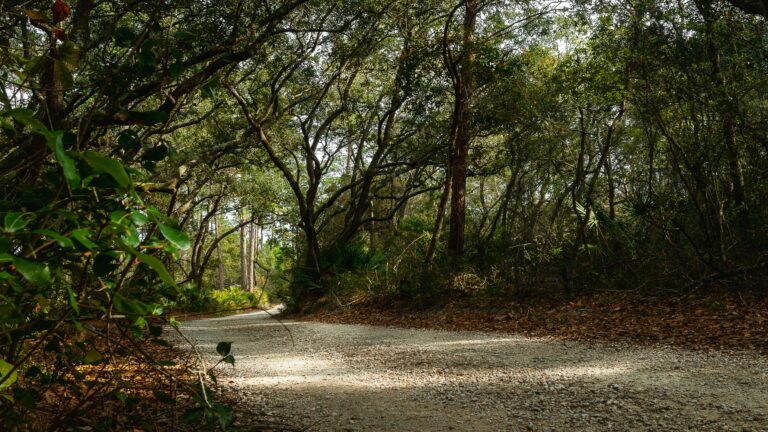 A dirt path cuts through a dense green Alabama forest