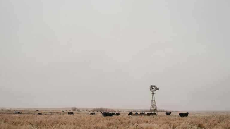 A wide-open field with grazing cattle near a metal windmill under a gray sky