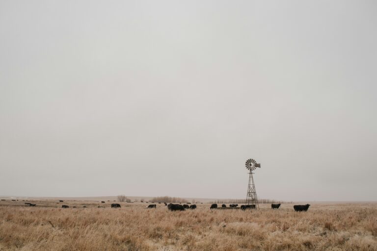 A wide-open field with grazing cattle near a metal windmill under a gray sky