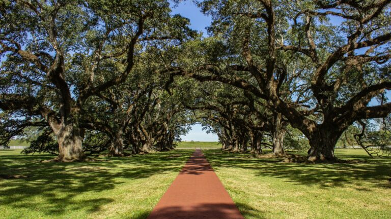 On a sunny day, a rust-colored pathway runs through a grassy field beneath an archway of majestic trees with green foliage.