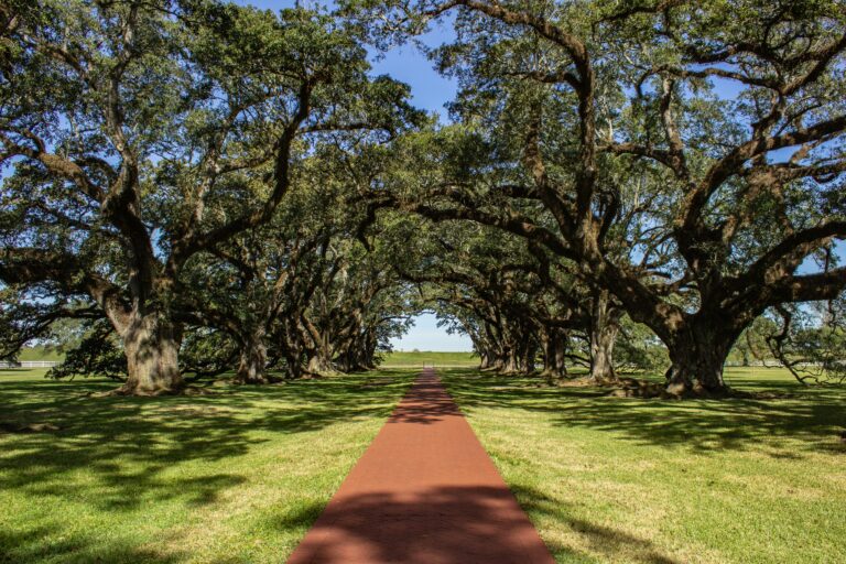 On a sunny day, a rust-colored pathway runs through a grassy field beneath an archway of majestic trees with green foliage.