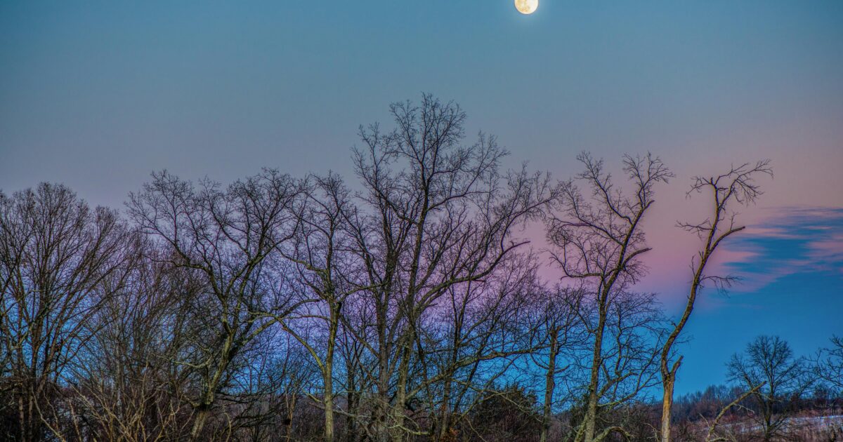 Autumn trees in Damascus, MD with brown leaves underneath a pink and blue sky at sunset with a full moon