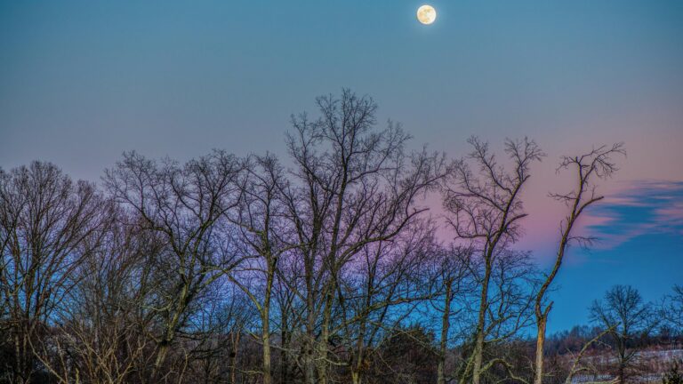 Autumn trees in Damascus, MD with brown leaves underneath a pink and blue sky at sunset with a full moon