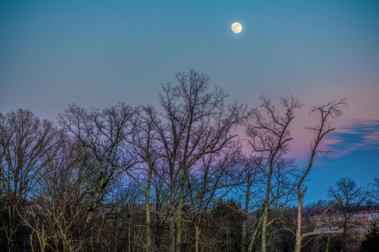 Autumn trees in Damascus, MD with brown leaves underneath a pink and blue sky at sunset with a full moon