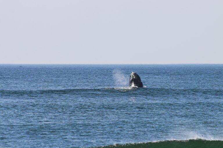 A humpback whale breaches just 30 yards from shore in the bright sunshine on an August day.