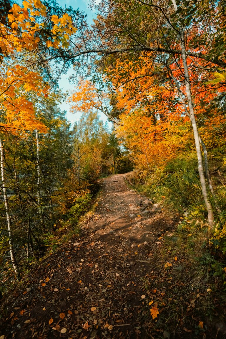 A leaf-covered path stretches through an autumn forest