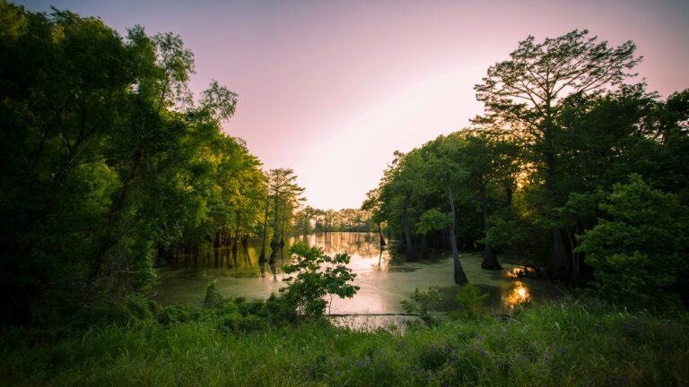 A swamp surrounded by green grass and trees under a purple and yellow sunset sky