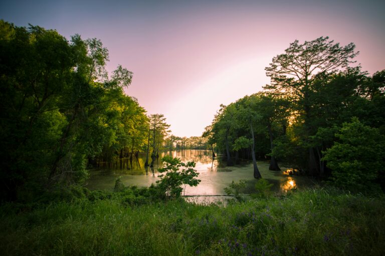 A swamp surrounded by green grass and trees under a purple and yellow sunset sky