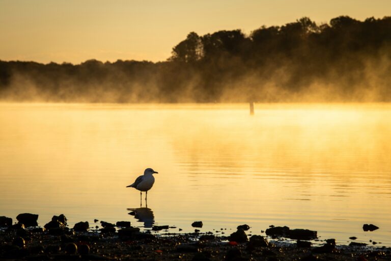 A lone seagull stands near the shore of a lake in the twilight with plumes of steam rising off the surface of the water.