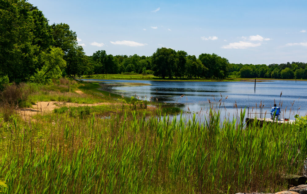 A person fishes at a calm pond, sitting on a chair on a dock. The water is surrounded by tall green grass and lush trees