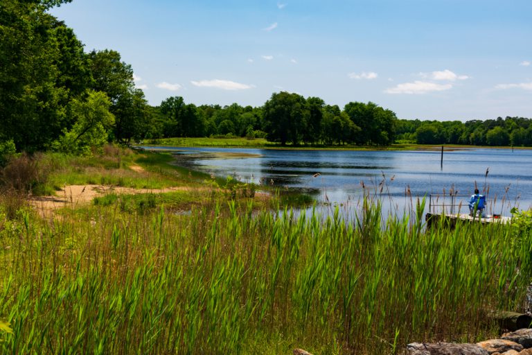 A person fishes at a calm pond, sitting on a chair on a dock. The water is surrounded by tall green grass and lush trees