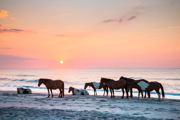 feral horses on the beach of Assateague early morning.