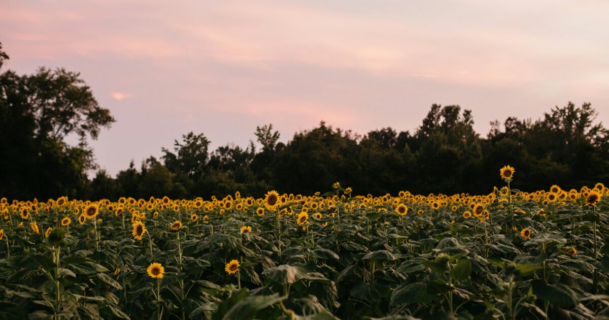 A field of yellow sunflowers with a tree-lined forest in the background under a pink and blue sky