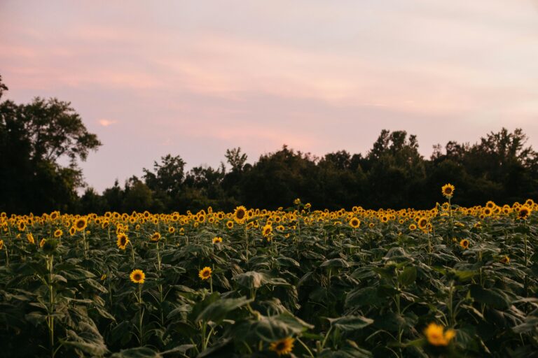 A field of yellow sunflowers with a tree-lined forest in the background under a pink and blue sky