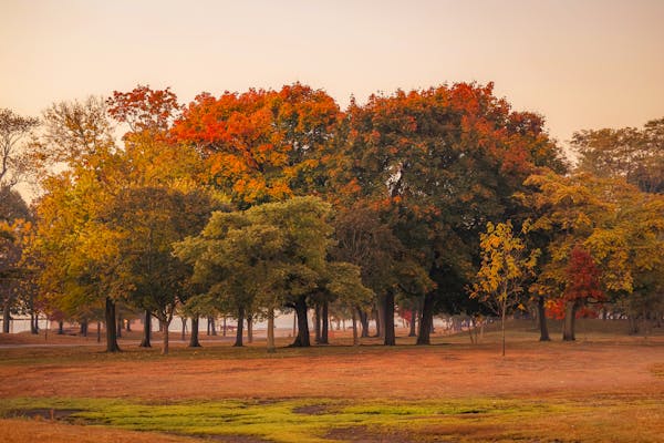 A row of trees displays vibrant red and orange fall foliage at a park in Stamford, CT