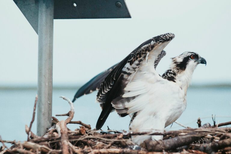 An osprey spreads its wings in its nest next to a body of water in Delaware.