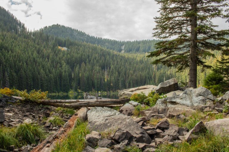 A tall tree and gray boulders frame a view of Idaho mountains covered in evergreens on an overcast day.