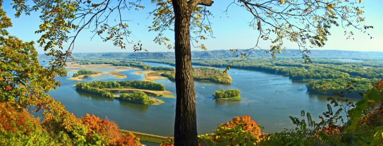 A tree grows over a view of a blue river and green forest.