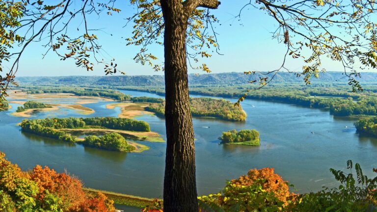 A tree grows over a view of a blue river and green forest.