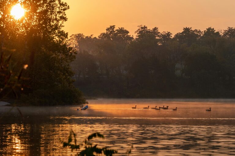 Ducks swimming in a lake lined with trees at sunrise.