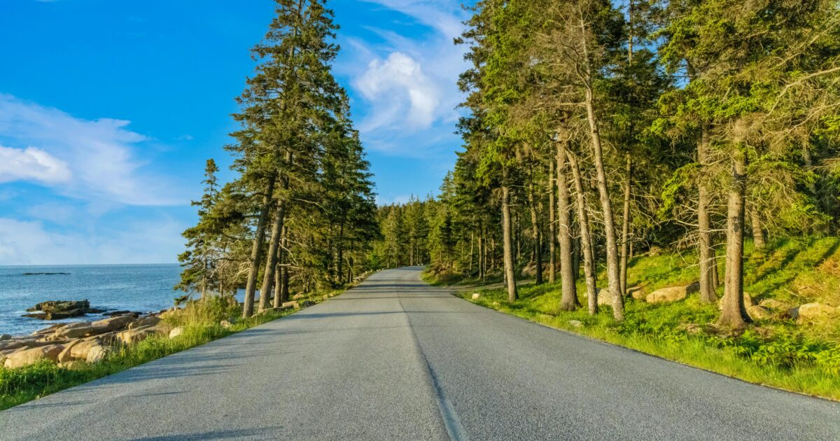 A road leads into a dense forest of looming evergreen trees, with a glimpse of the ocean off to the side