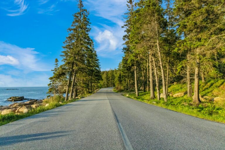 A road leads into a dense forest of looming evergreen trees, with a glimpse of the ocean off to the side