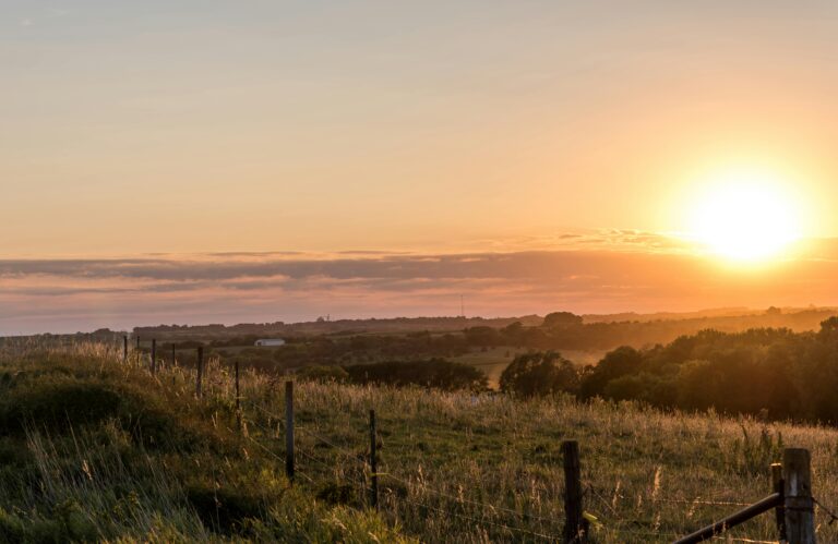 Green grassy field with a wood and metal fence, trees in the background during the sunset.