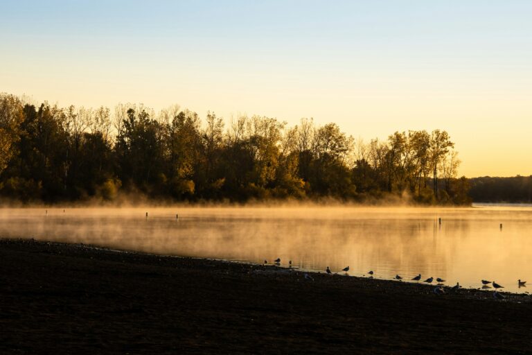 A lake at sunset surrounded by trees and wading birds.