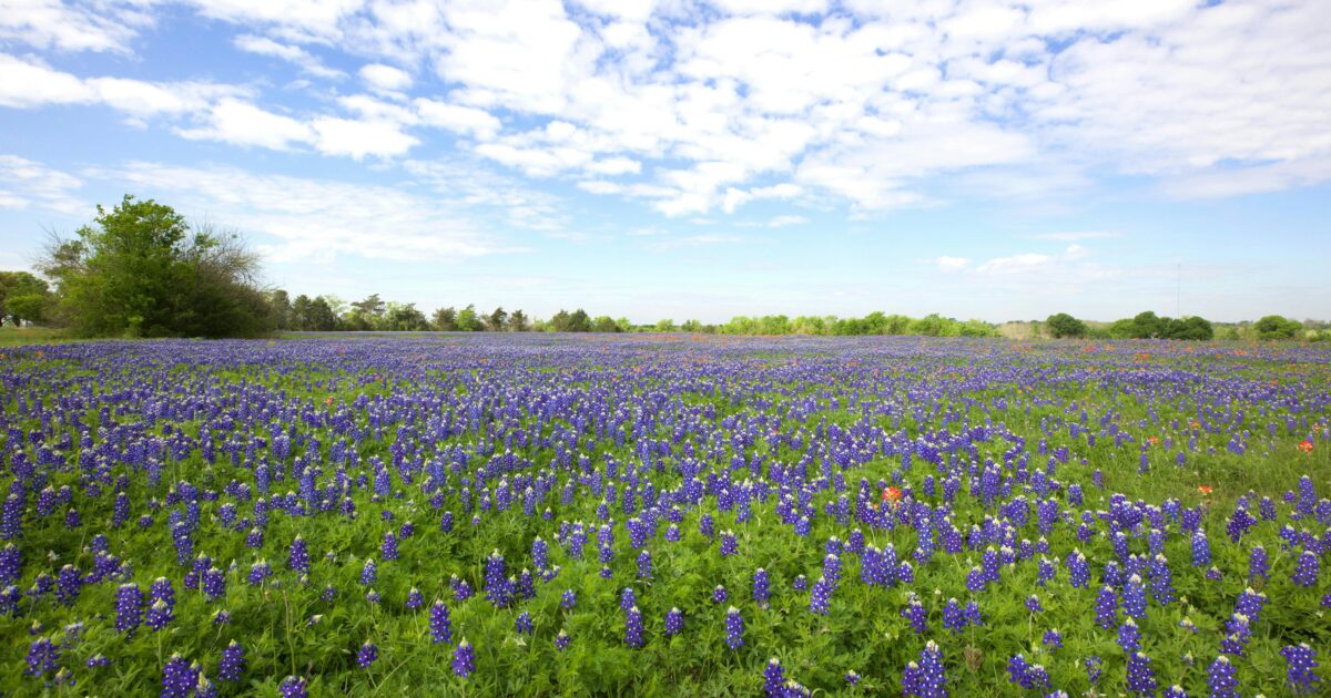 A field of bluebonnets under a blue sky with white clouds.