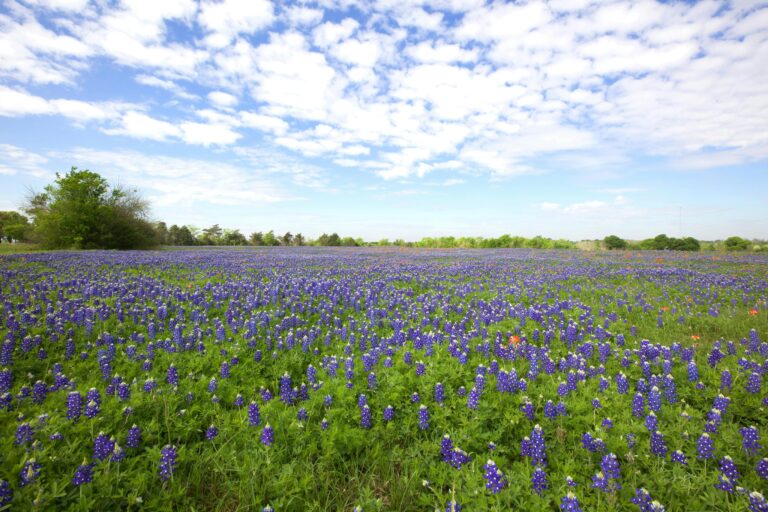 A field of bluebonnets under a blue sky with white clouds.