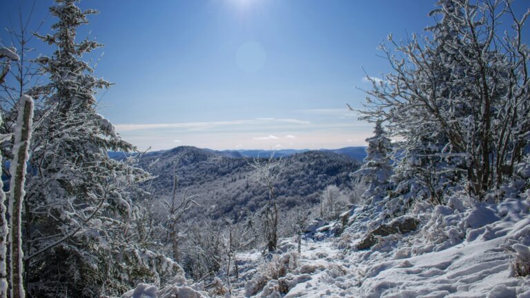 Snow-covered trees on a mountainside in Vermont