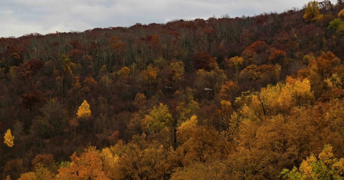 A hillside in Virginia covered with trees displaying muted fall colors of orange and brown.