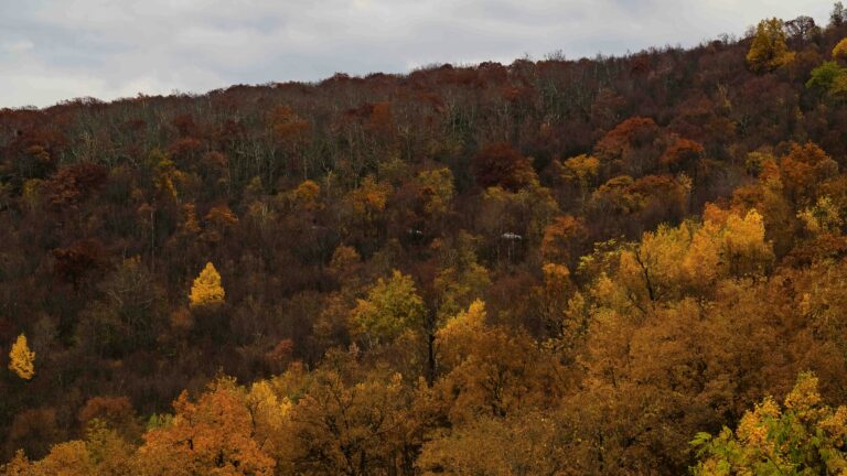 A hillside in Virginia covered with trees displaying muted fall colors of orange and brown.