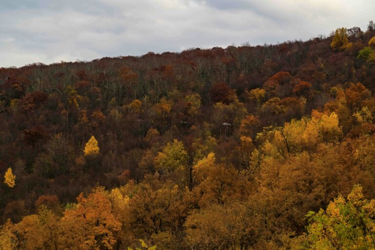 A hillside in Virginia covered with trees displaying muted fall colors of orange and brown.