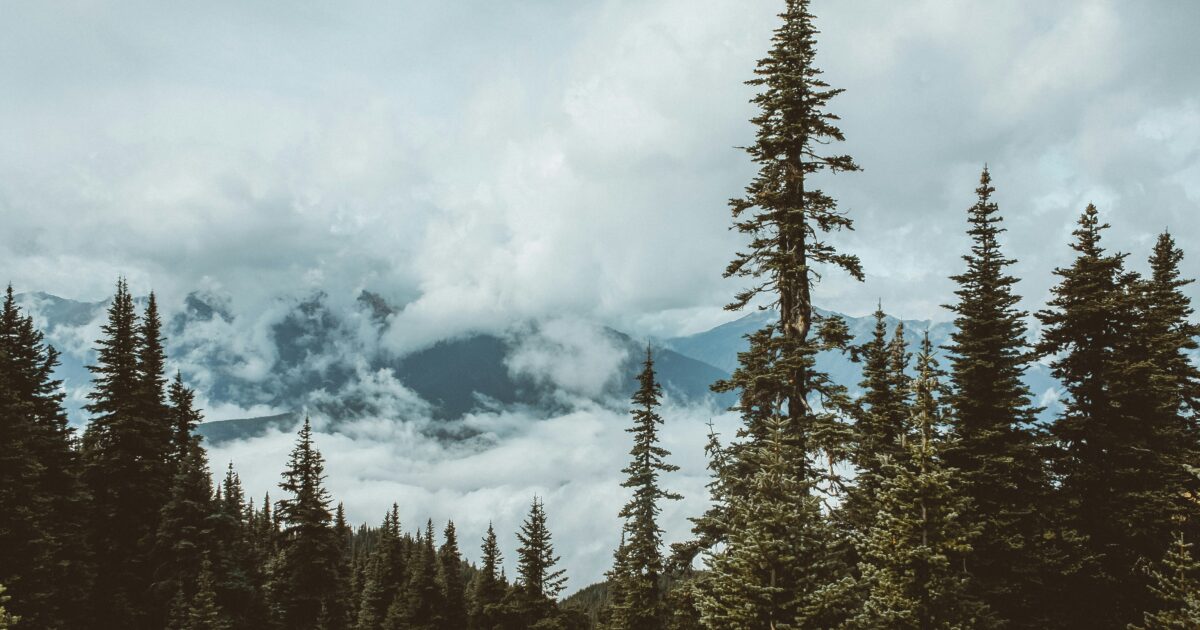 Green pine trees under banks of white clouds