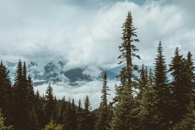 Green pine trees under banks of white clouds