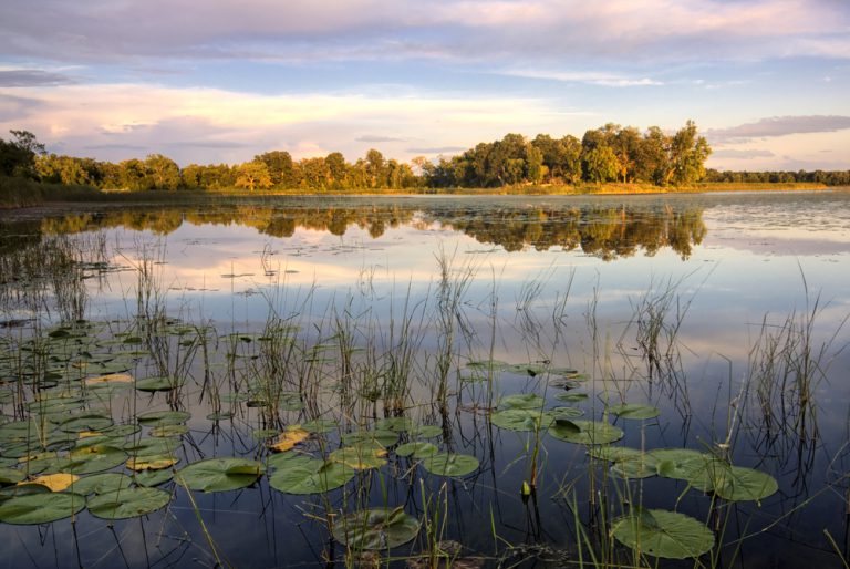 Lily pads and reeds on calm float on a lake that reflects a purple, pink and blue sunset. An shoreline of trees stands in the distance.