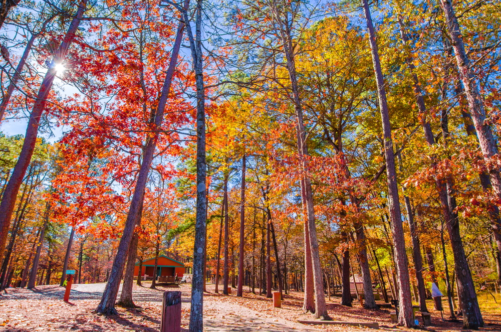 Tall trees with red, yellow and orange leaves tower above a pathway leading to a red and green building.