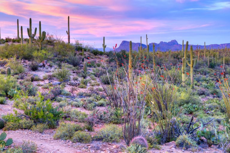 Cacti and desert plants on a hillside under a purple, gold and blue sky