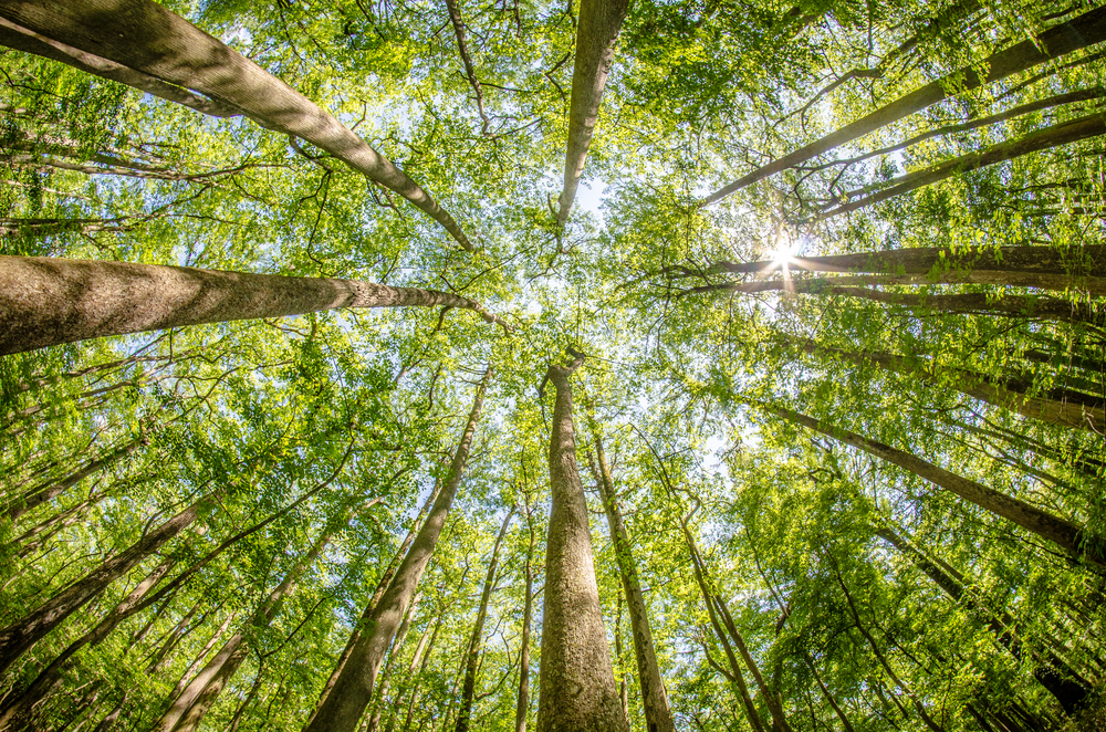 cypress forest and swamp of Congaree National Park in South Carolina