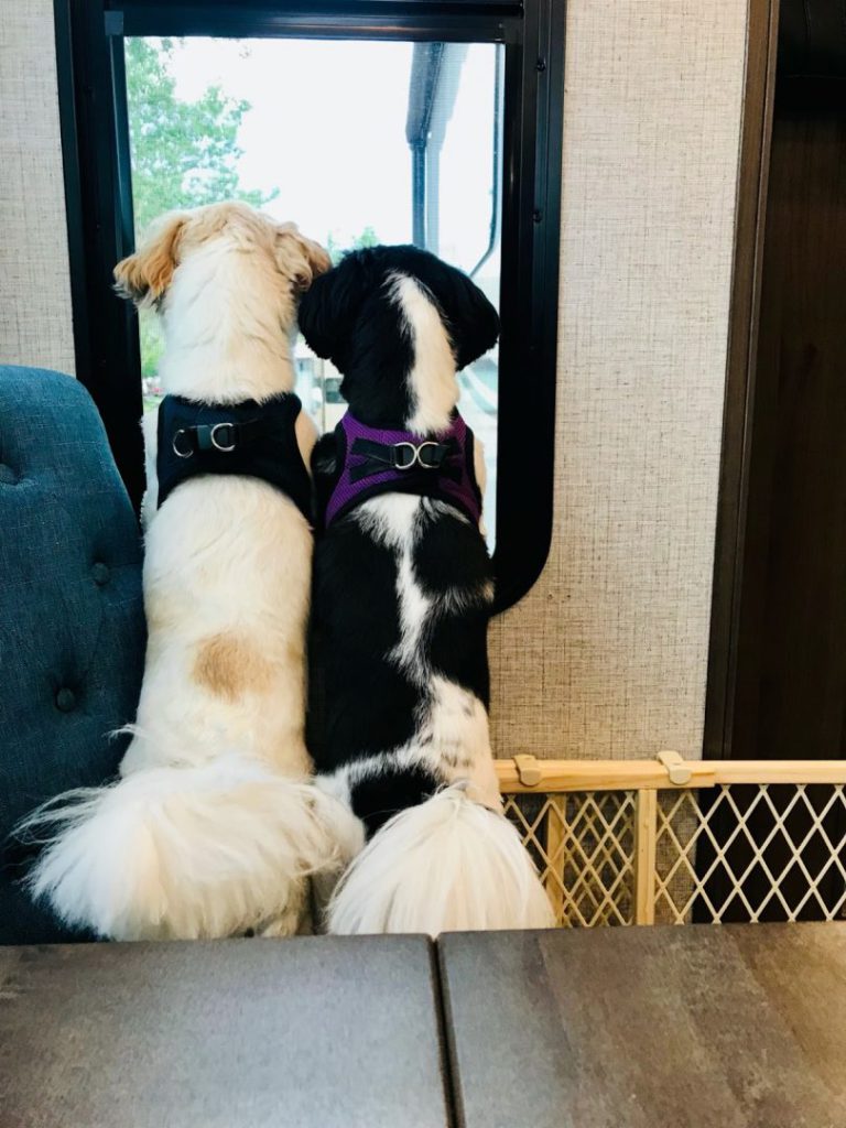 Two shih tzus look out the window of their rv