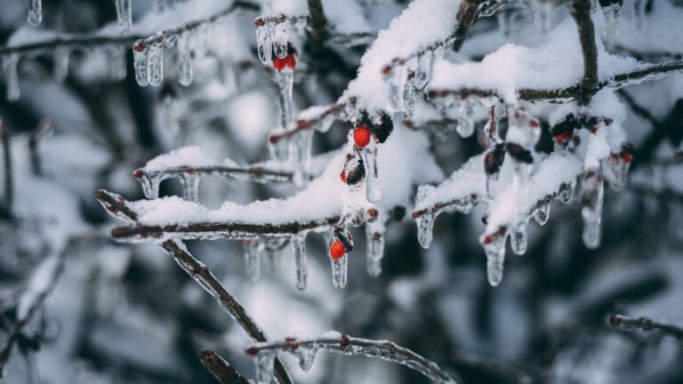 frozen snow covered branches