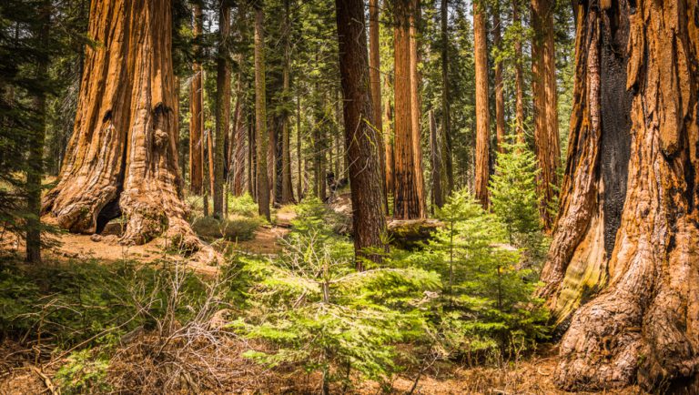 Giant Sequoias (Redwoods) in the Giant Forest Grove in the Sequoia National Park, California (USA)