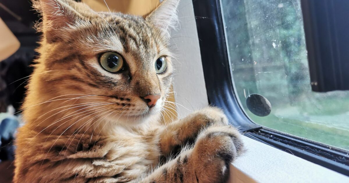 cat looking out the window