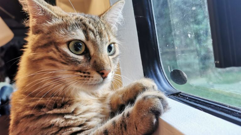 cat looking out the window