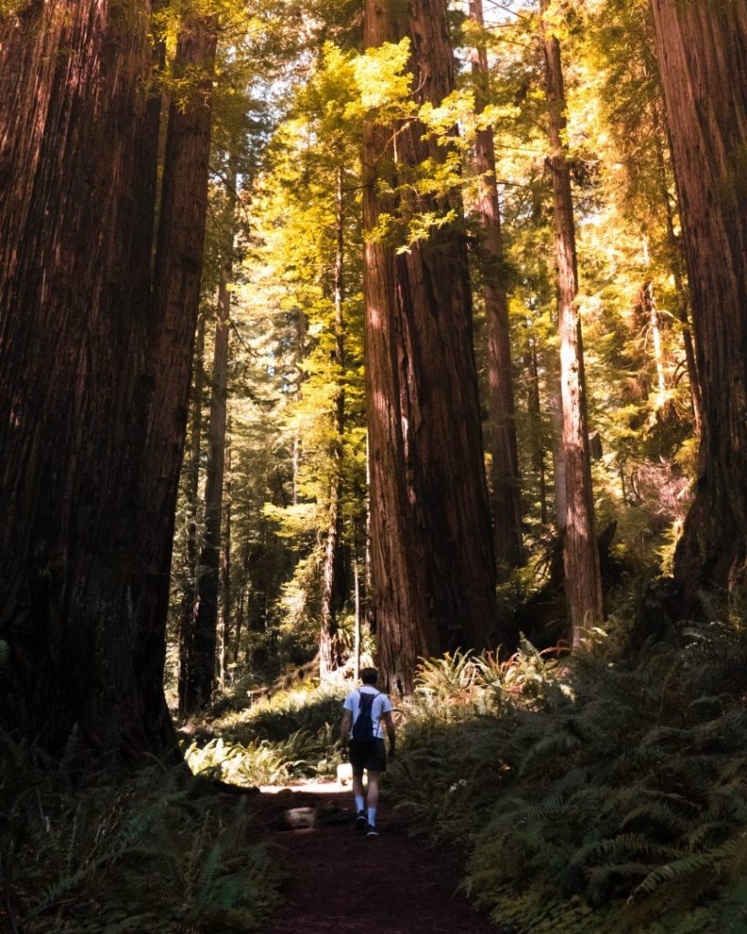 person hikes in the middle of the woods