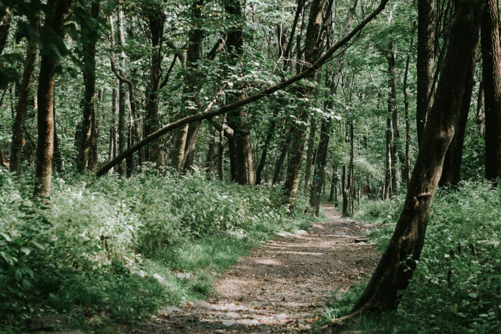 trail in shenandoah national park