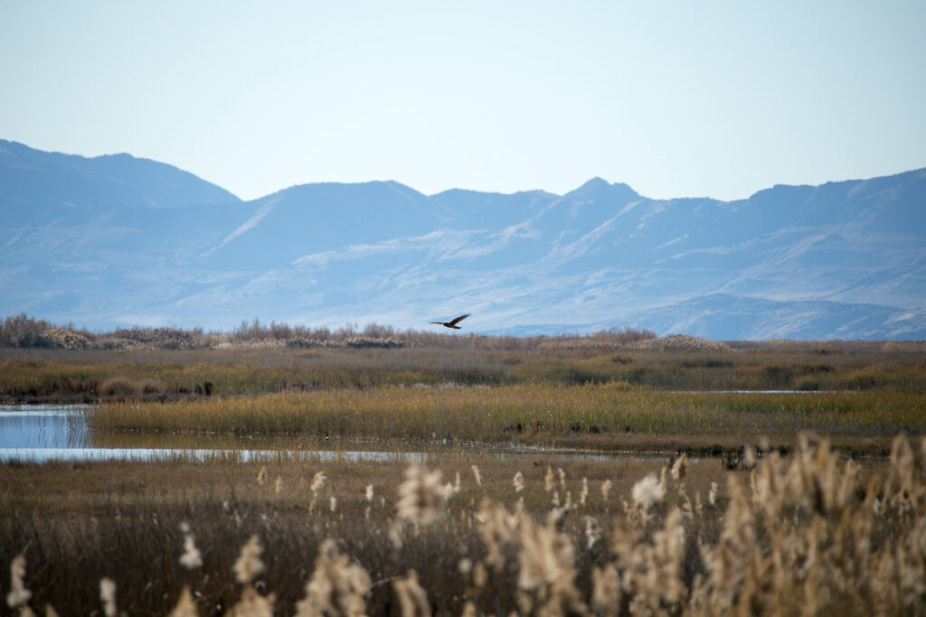 bird flying over water with mountains in the distance